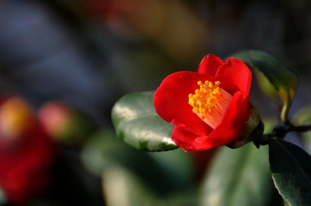 花花世界|從神劇“千與千尋”看植物配置與建筑！