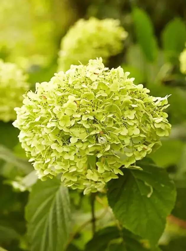 花花世界|花草界的“顏值王”竟然是它！
