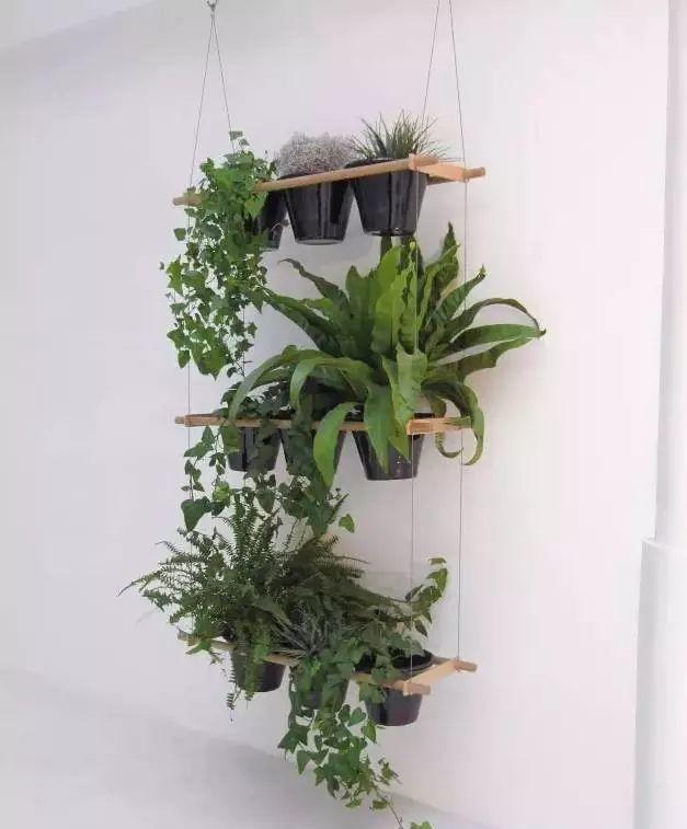家裝小課堂|史上zui全的吸毒植物 · 新房必備