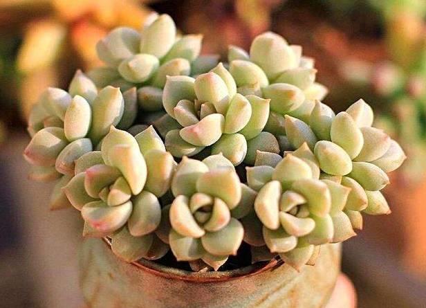 花花世界|40種多肉植物的秋季養(yǎng)護(hù)經(jīng)驗(yàn)??！入秋之后的你必備哦。