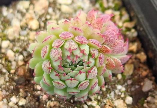 花花世界|40種多肉植物的秋季養(yǎng)護(hù)經(jīng)驗(yàn)?。∪肭镏蟮哪惚貍渑?。