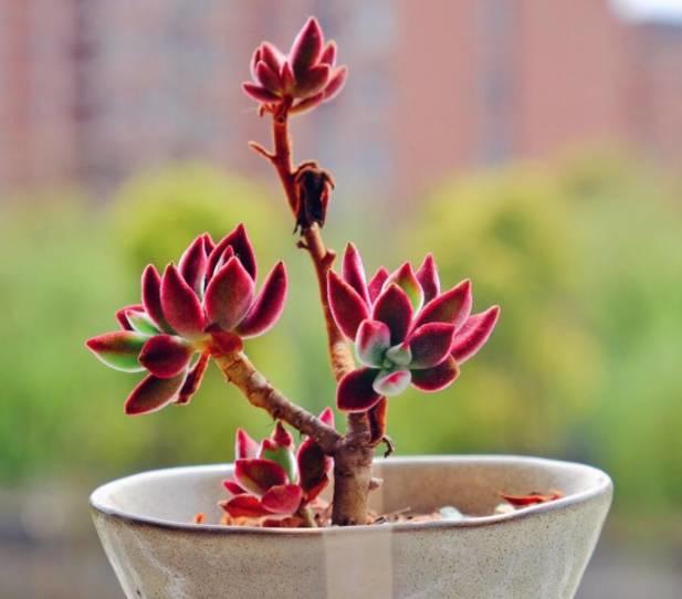 花花世界|40種多肉植物的秋季養(yǎng)護(hù)經(jīng)驗(yàn)?。∪肭镏蟮哪惚貍渑?。