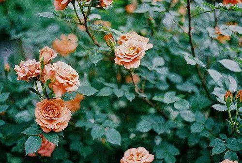 花花世界|如何用植物裝點(diǎn)你的花園露臺(tái)，你的家？