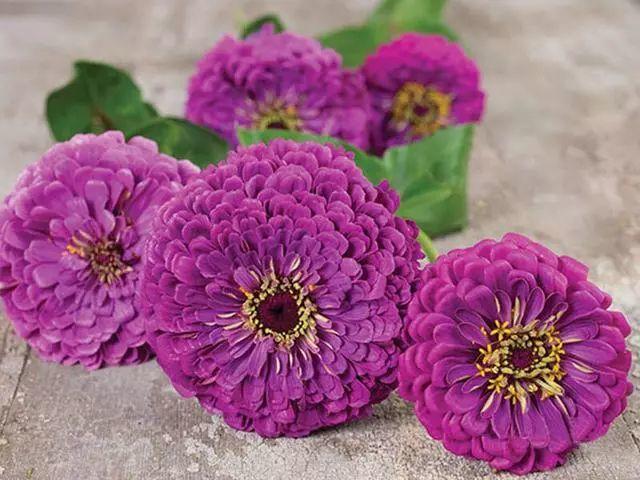 花花世界|好種又好看的百日草，如果你有院子一定不要錯過它