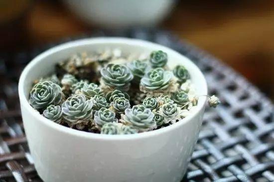 花花世界|40種多肉植物的秋季養(yǎng)護(hù)經(jīng)驗(yàn)！！入秋之后的你必備哦。