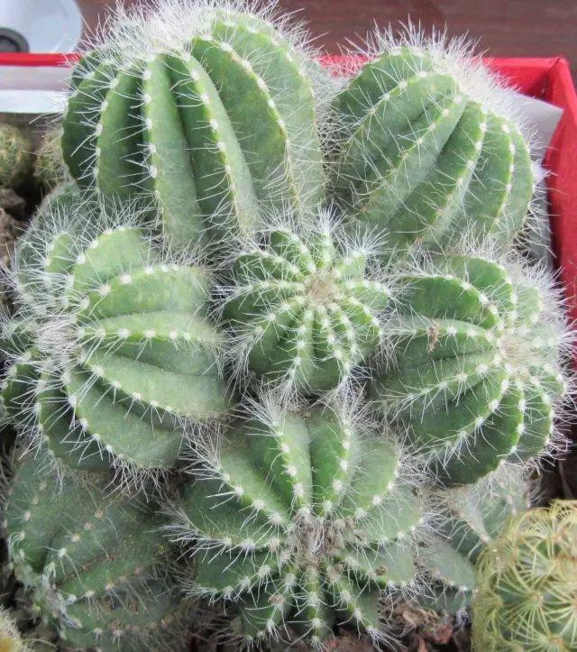 花花世界|40種多肉植物的秋季養(yǎng)護(hù)經(jīng)驗(yàn)??！入秋之后的你必備哦。