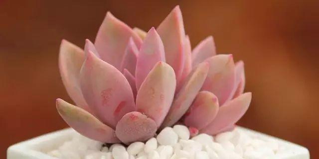 花花世界|40種多肉植物的秋季養(yǎng)護(hù)經(jīng)驗(yàn)??！入秋之后的你必備哦。
