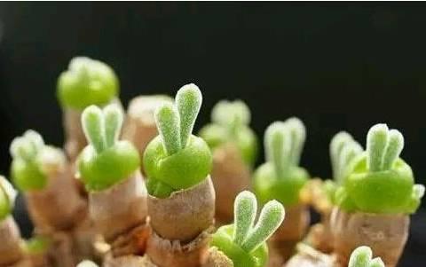 花花世界|40種多肉植物的秋季養(yǎng)護(hù)經(jīng)驗(yàn)??！入秋之后的你必備哦。