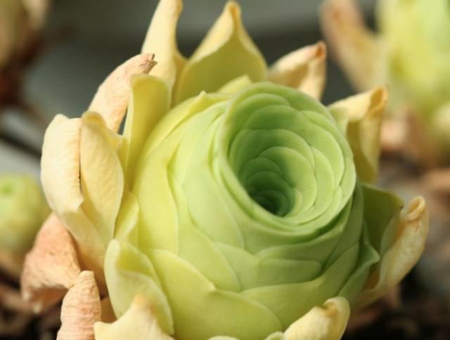 花花世界|40種多肉植物的秋季養(yǎng)護(hù)經(jīng)驗(yàn)?。∪肭镏蟮哪惚貍渑?。