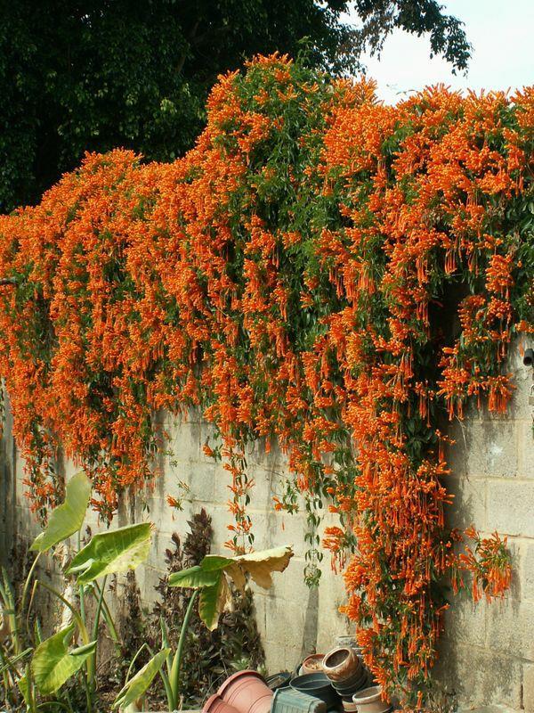 花花世界|如何用植物裝點(diǎn)你的花園露臺(tái)，你的家？