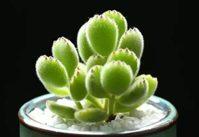 花花世界|40種多肉植物的秋季養(yǎng)護(hù)經(jīng)驗(yàn)?。∪肭镏蟮哪惚貍渑?。