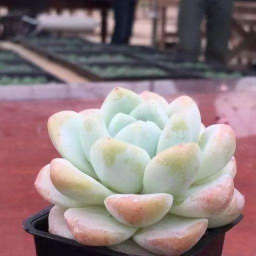 花花世界|40種多肉植物的秋季養(yǎng)護(hù)經(jīng)驗(yàn)??！入秋之后的你必備哦。