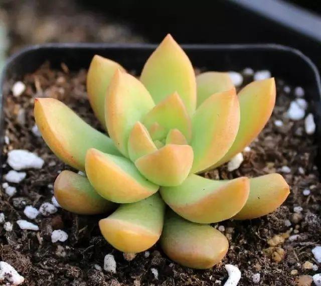 花花世界|40種多肉植物的秋季養(yǎng)護(hù)經(jīng)驗(yàn)??！入秋之后的你必備哦。