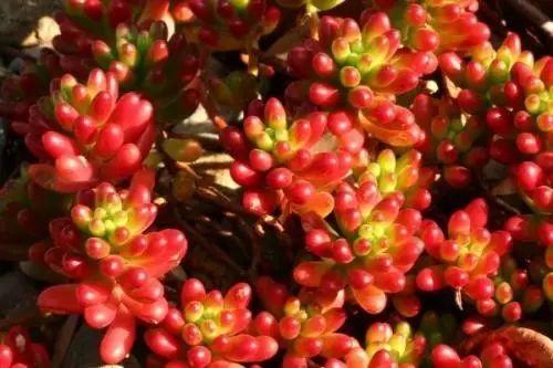 花花世界|40種多肉植物的秋季養(yǎng)護(hù)經(jīng)驗(yàn)！！入秋之后的你必備哦。