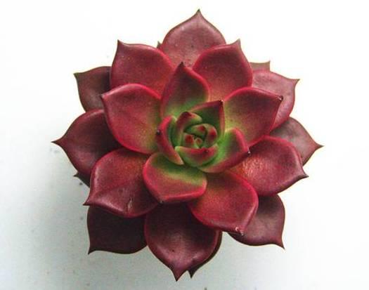 花花世界|40種多肉植物的秋季養(yǎng)護(hù)經(jīng)驗(yàn)??！入秋之后的你必備哦。
