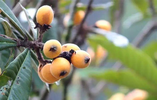 花花世界|如何用植物裝點(diǎn)你的花園露臺(tái)，你的家？