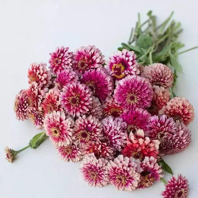 花花世界|好種又好看的百日草，如果你有院子一定不要錯過它
