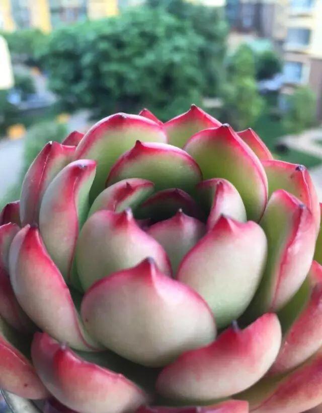 花花世界|40種多肉植物的秋季養(yǎng)護(hù)經(jīng)驗(yàn)??！入秋之后的你必備哦。