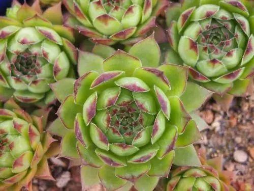 花花世界|40種多肉植物的秋季養(yǎng)護(hù)經(jīng)驗(yàn)?。∪肭镏蟮哪惚貍渑?。