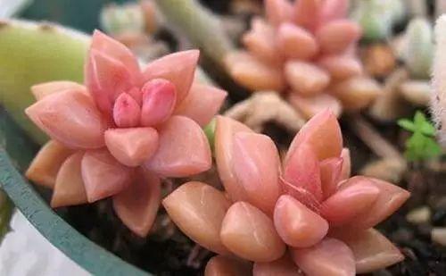 花花世界|40種多肉植物的秋季養(yǎng)護(hù)經(jīng)驗(yàn)??！入秋之后的你必備哦。