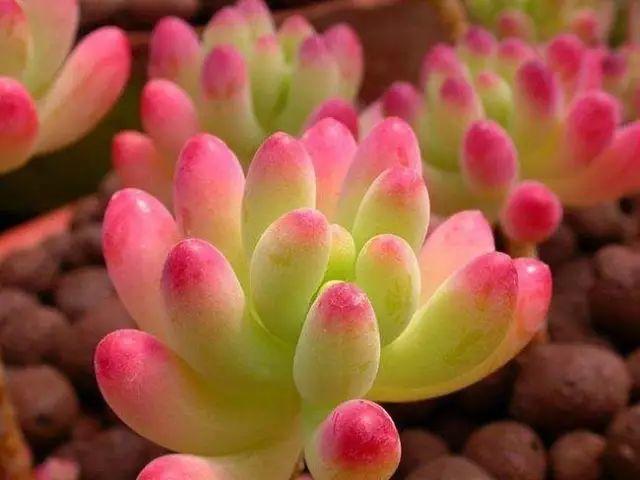 花花世界|40種多肉植物的秋季養(yǎng)護(hù)經(jīng)驗(yàn)！！入秋之后的你必備哦。