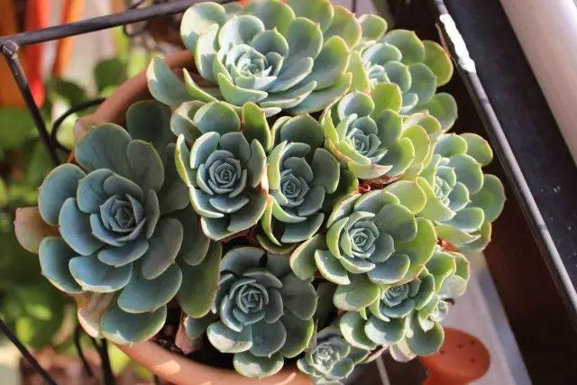 花花世界|40種多肉植物的秋季養(yǎng)護(hù)經(jīng)驗(yàn)?。∪肭镏蟮哪惚貍渑?。