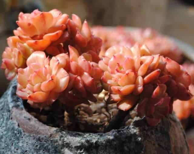 花花世界|40種多肉植物的秋季養(yǎng)護(hù)經(jīng)驗(yàn)??！入秋之后的你必備哦。