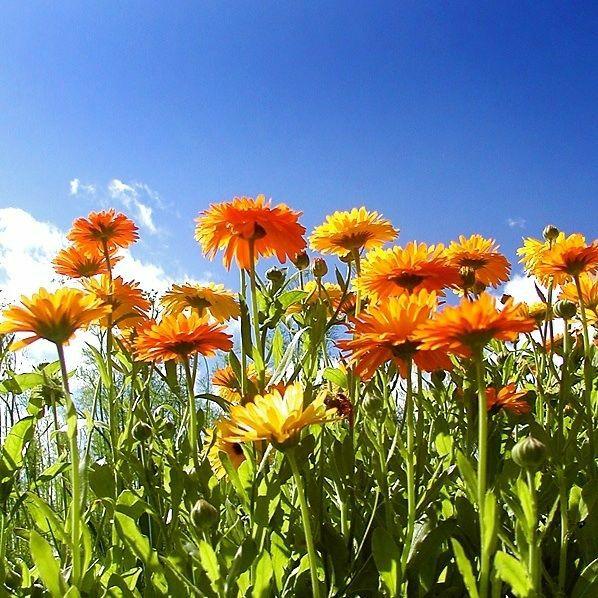 花花世界|如何用植物裝點(diǎn)你的花園露臺(tái)，你的家？