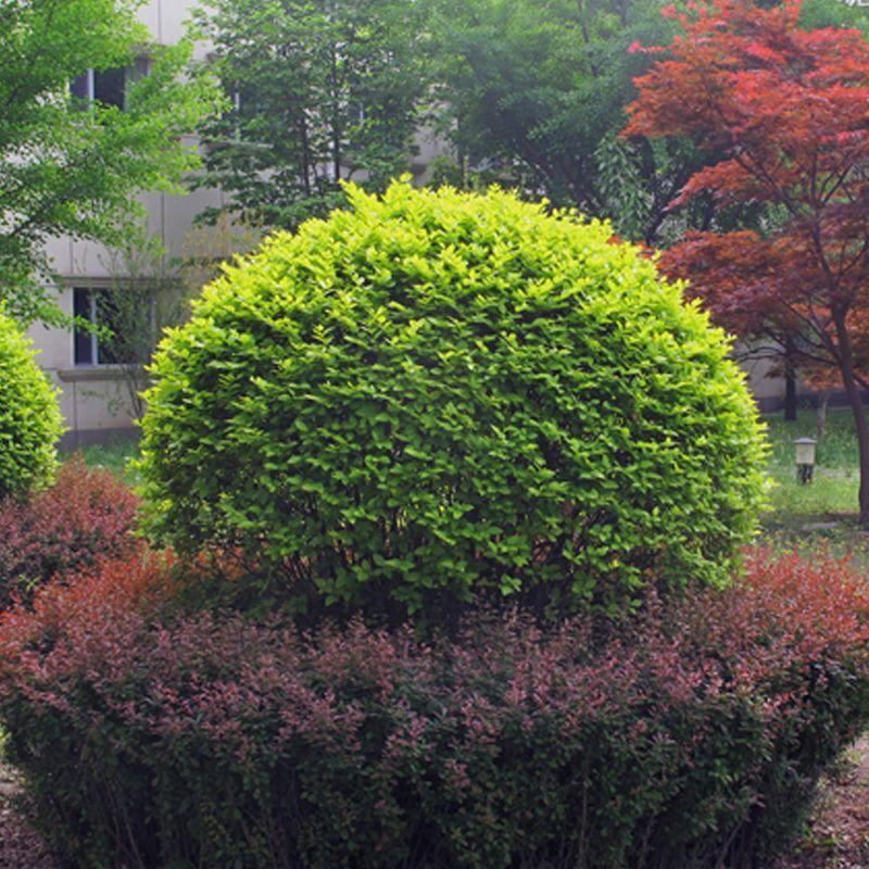 花花世界|如何用植物裝點(diǎn)你的花園露臺(tái)，你的家？