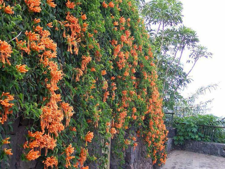 花花世界|如何用植物裝點(diǎn)你的花園露臺(tái)，你的家？