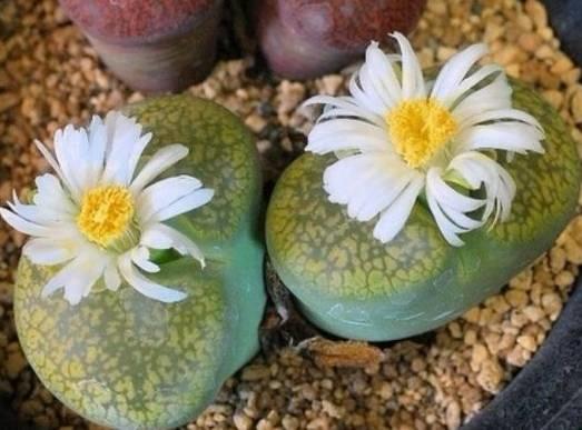 花花世界|40種多肉植物的秋季養(yǎng)護(hù)經(jīng)驗(yàn)?。∪肭镏蟮哪惚貍渑?。