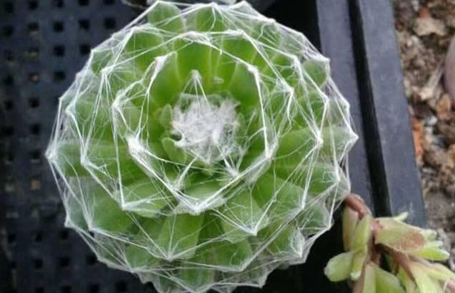 花花世界|40種多肉植物的秋季養(yǎng)護(hù)經(jīng)驗(yàn)??！入秋之后的你必備哦。