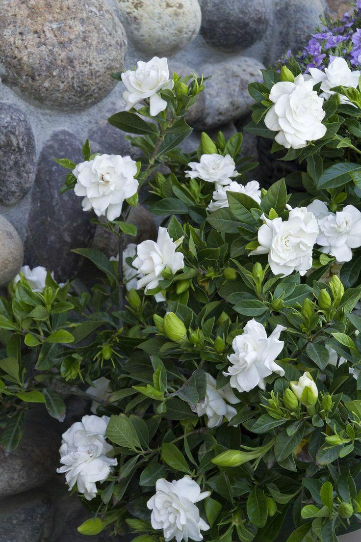 花花世界|如何用植物裝點(diǎn)你的花園露臺(tái)，你的家？
