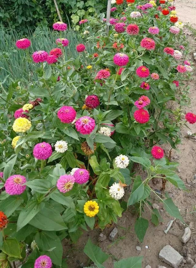 花花世界|好種又好看的百日草，如果你有院子一定不要錯過它