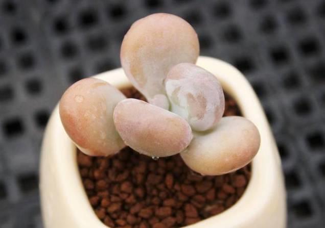 花花世界|40種多肉植物的秋季養(yǎng)護(hù)經(jīng)驗(yàn)！！入秋之后的你必備哦。