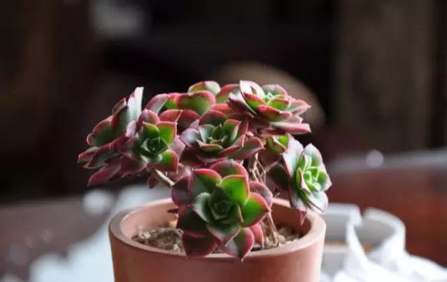 花花世界|40種多肉植物的秋季養(yǎng)護(hù)經(jīng)驗(yàn)！！入秋之后的你必備哦。
