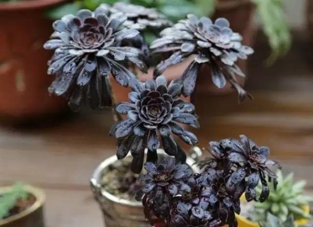 花花世界|40種多肉植物的秋季養(yǎng)護(hù)經(jīng)驗(yàn)??！入秋之后的你必備哦。