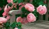 花花世界|如何用植物裝點(diǎn)你的花園露臺(tái)，你的家？