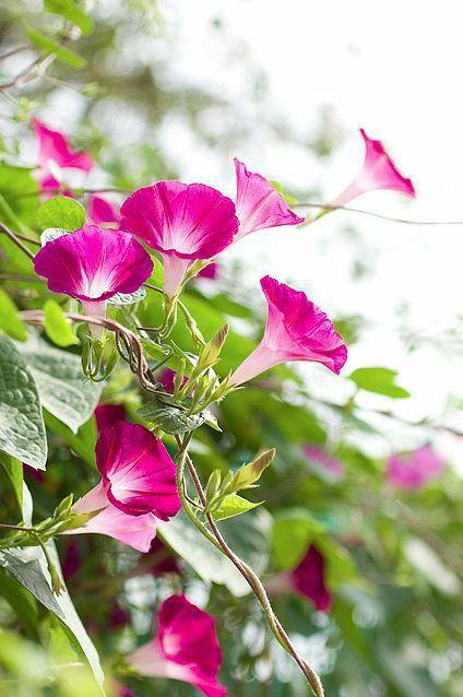 花花世界|如何用植物裝點(diǎn)你的花園露臺(tái)，你的家？