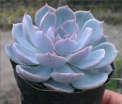 花花世界|40種多肉植物的秋季養(yǎng)護(hù)經(jīng)驗(yàn)?。∪肭镏蟮哪惚貍渑?。