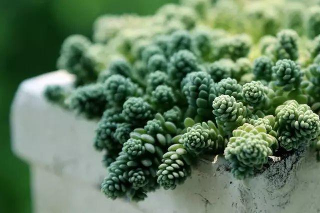花花世界|40種多肉植物的秋季養(yǎng)護(hù)經(jīng)驗(yàn)??！入秋之后的你必備哦。