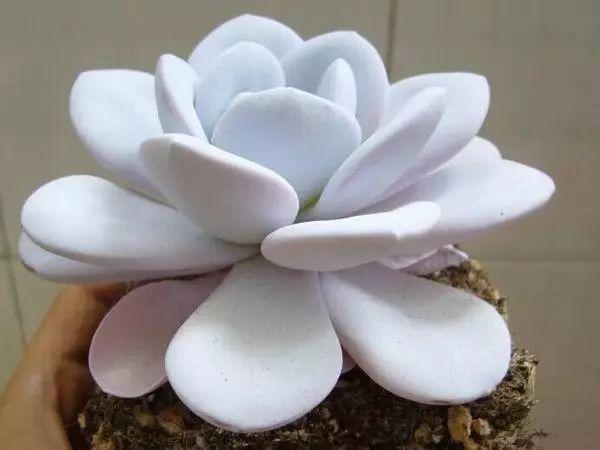 花花世界|40種多肉植物的秋季養(yǎng)護(hù)經(jīng)驗(yàn)??！入秋之后的你必備哦。