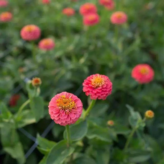 花花世界|好種又好看的百日草，如果你有院子一定不要錯過它