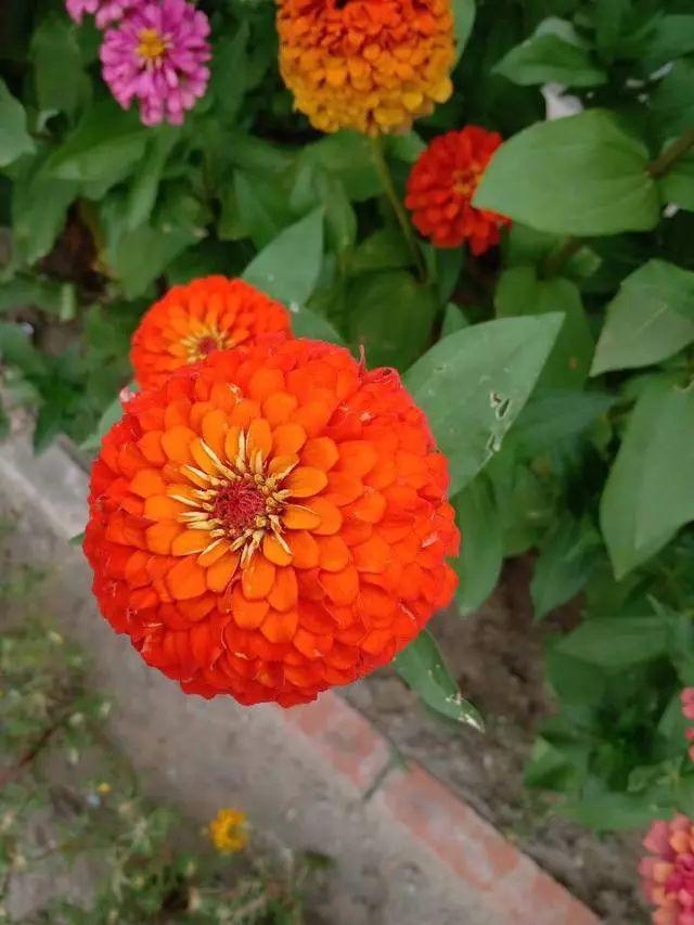 花花世界|好種又好看的百日草，如果你有院子一定不要錯過它