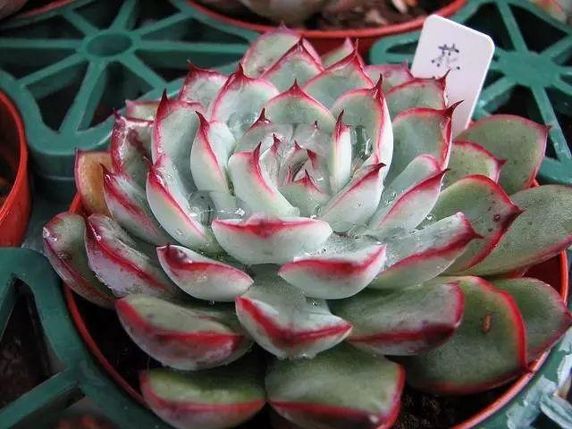 花花世界|40種多肉植物的秋季養(yǎng)護(hù)經(jīng)驗(yàn)！！入秋之后的你必備哦。