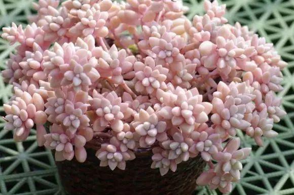 花花世界|40種多肉植物的秋季養(yǎng)護(hù)經(jīng)驗(yàn)！！入秋之后的你必備哦。
