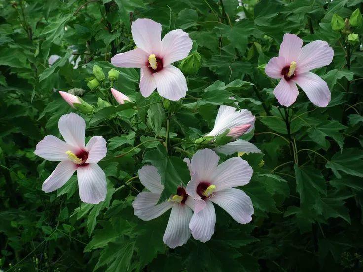 花花世界|如何用植物裝點(diǎn)你的花園露臺(tái)，你的家？