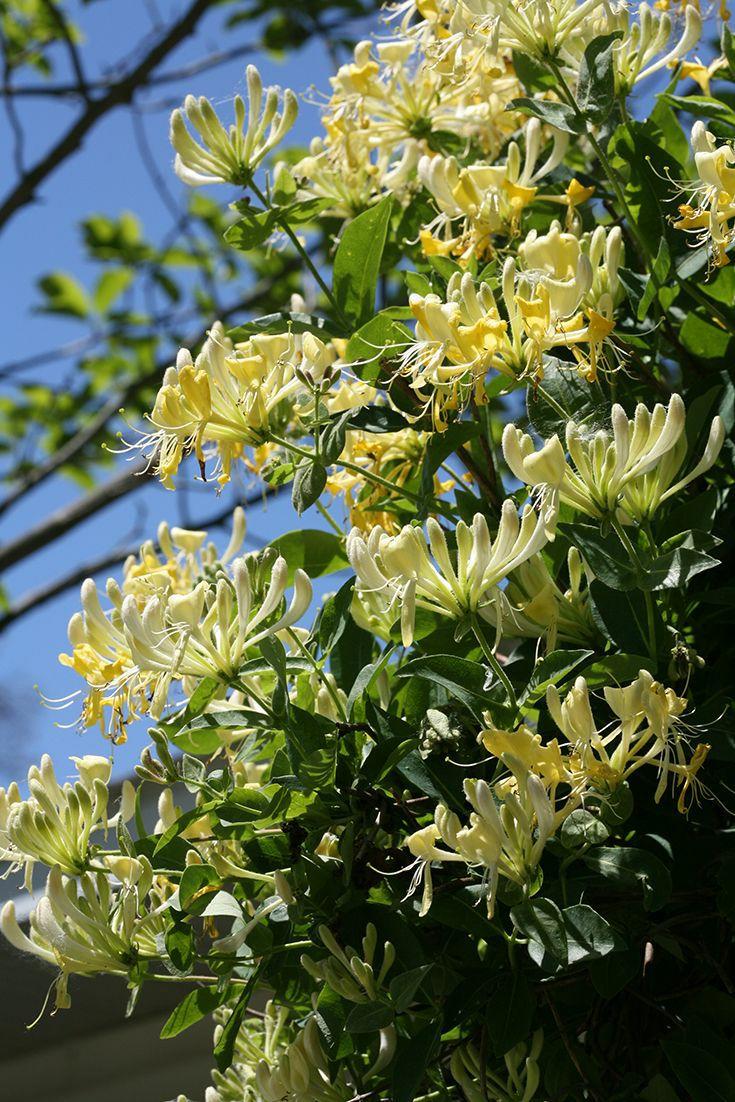 花花世界|如何用植物裝點(diǎn)你的花園露臺(tái)，你的家？