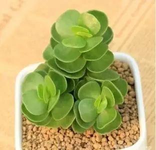 花花世界|40種多肉植物的秋季養(yǎng)護(hù)經(jīng)驗(yàn)??！入秋之后的你必備哦。