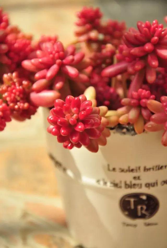 花花世界|40種多肉植物的秋季養(yǎng)護(hù)經(jīng)驗(yàn)?。∪肭镏蟮哪惚貍渑?。